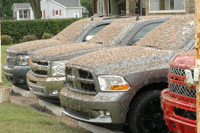 Mayflies Swamp in Historic Numbers Around Gastonia