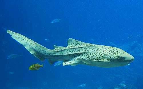 One of The World’s Rarest Shark Species Was Just Introduced Into Concord’s Sea Life Aquarium