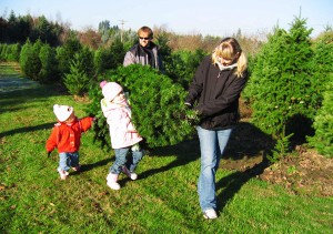 charlotte christmas tree farms