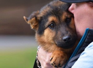 Holly’z Hope lake norman dog rescue