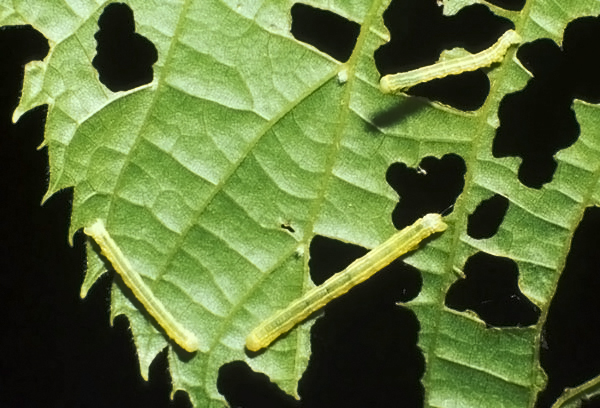 How To Kill Cankerworms in Charlotte