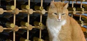 cats paw winery