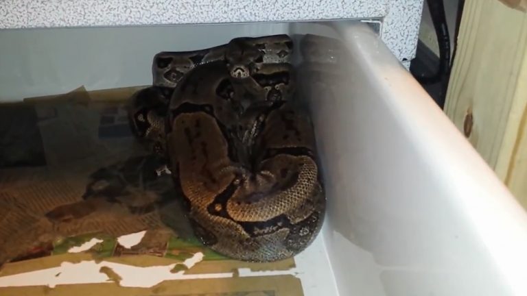 Giant Exotic Snake Captured in Matthews NC