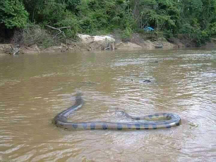 This 23 Foot Long Green Anaconda Picture Was Not Taken In The Carolinas