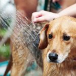 charity dog wash