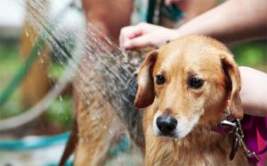 charity dog wash