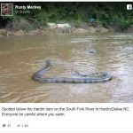 snake hoax