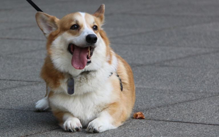 Easy Things to Keep You Entertained Whilst Travelling with Your Pet