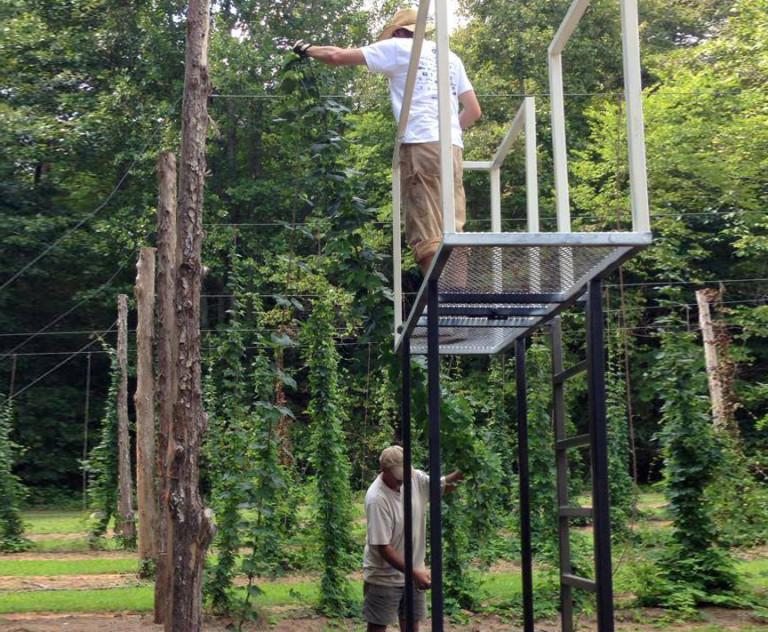 These York County Farmers Have Built The Largest Hop Plantation in South Carolina