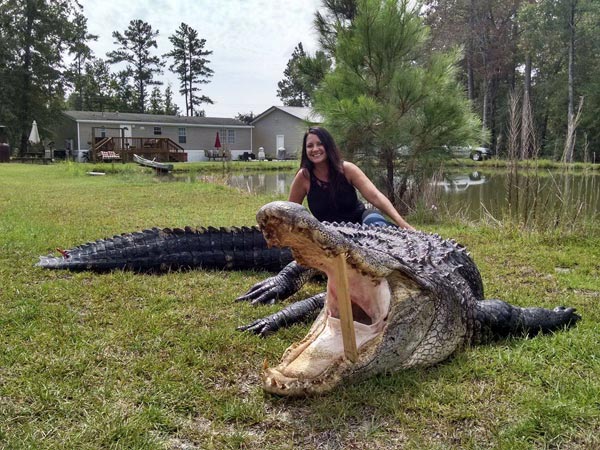 800-lb Gator Captured in South Carolina Lake