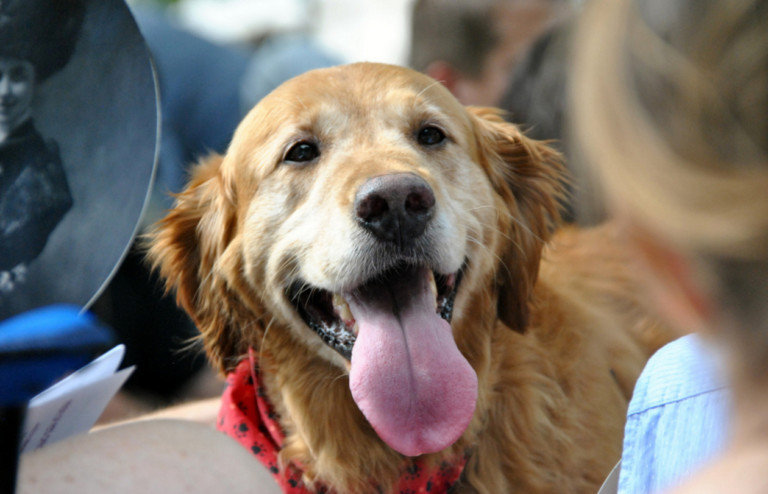 The Role of Metacam in Palliative Care for Dogs