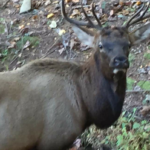 elk in south carolina