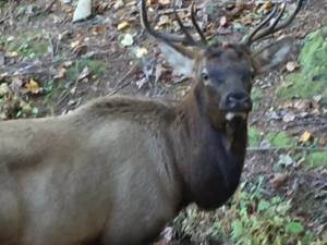 elk in south carolina