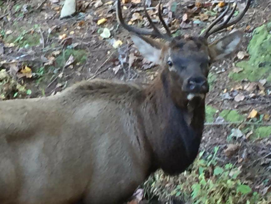 First Wild Elk Spotted in South Carolina Since The 1700s