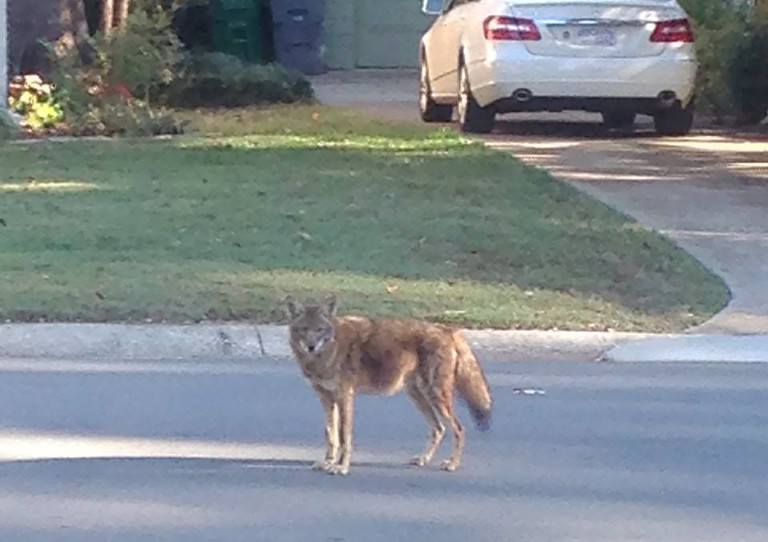 New Coyotes Sightings Throughout South Charlotte Neighborhood