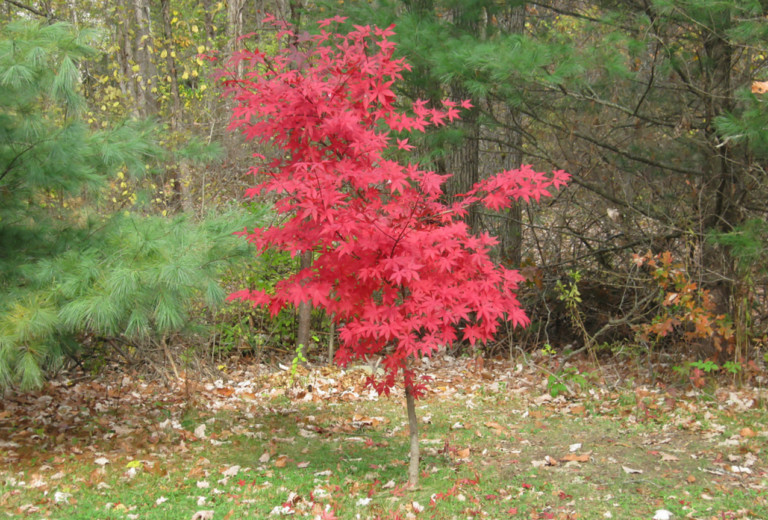 Google Fiber Is Giving Away 750 Free Trees To Charlotte Residents