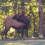 bull-elk-in-south-carolina