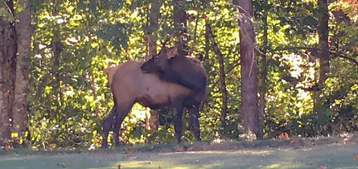 bull-elk-in-south-carolina