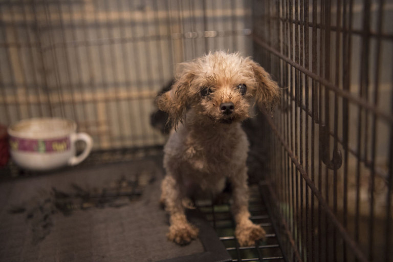 Over 120 Animals Were Just Rescued From A Kannapolis Puppy Mill