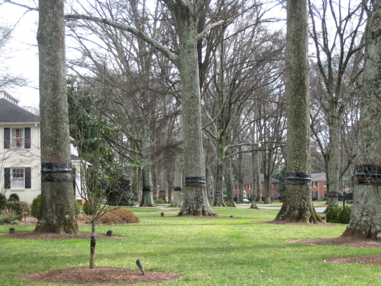 The City of Charlotte Is Asking Homeowners To ‘Band’ Their Trees