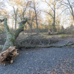 tree-branch-down-charlotte-tornado-small