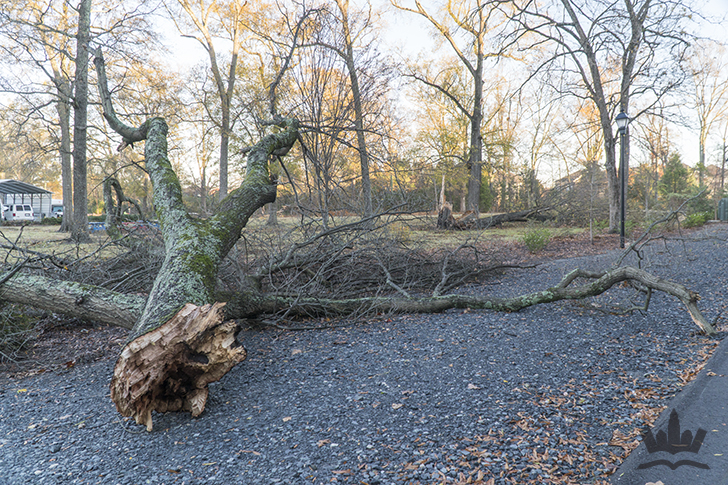 tree-branch-down-charlotte-tornado-small