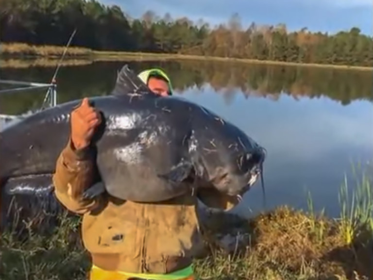 North Carolina Man Catches Rare 112-lb Giant Catfish