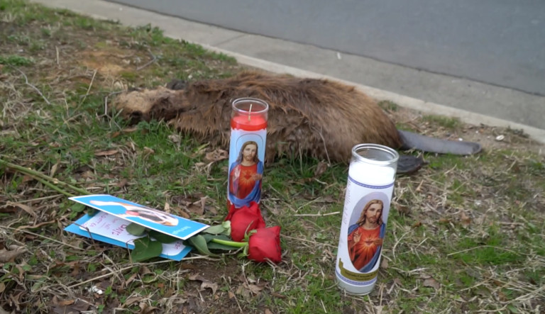 Someone Set Up A Memorial To A Dead Beaver On Central Ave – I Added A Candle