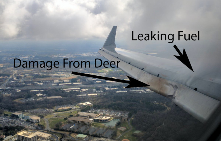 Airplane Leaving Charlotte Struck A Large Deer – Began Leaking Fuel Mid-Air