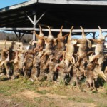 43-officially-weighed-coyotes