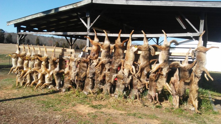 Local Charlotte-Area Hunters Organize Coyote Hunting Tournament