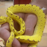 repticon