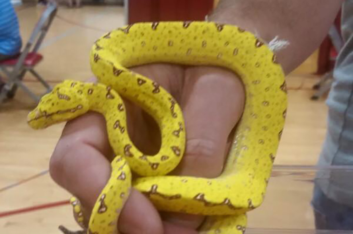 repticon