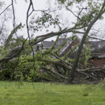 rainy-day-4-tree-down