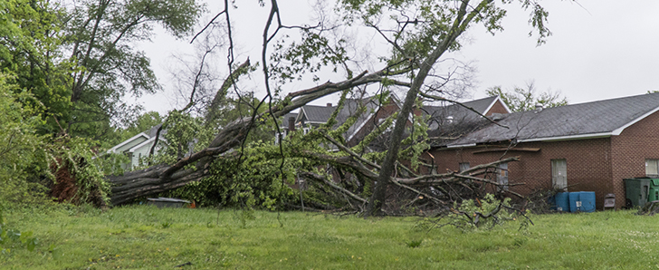 Winter Storm Kills One Person In Matthews After Tree Falls On Truck