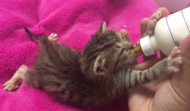 Charlotte’s Animal Shelter Just Built A State-Of-The-Art Kitten Room – Now They Need Volunteers