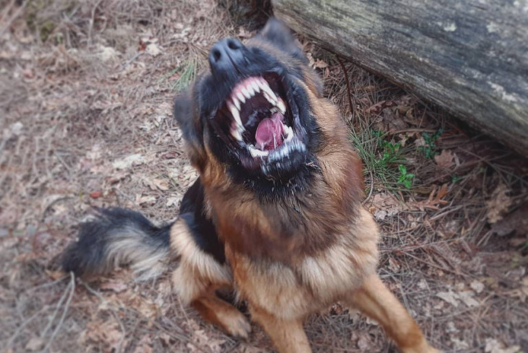 The Infections a Dog Bite Victim May Suffer From