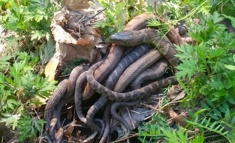 Woman Stumbles On Rare Snake Mating Ball On Greenway Near Uptown Charlotte