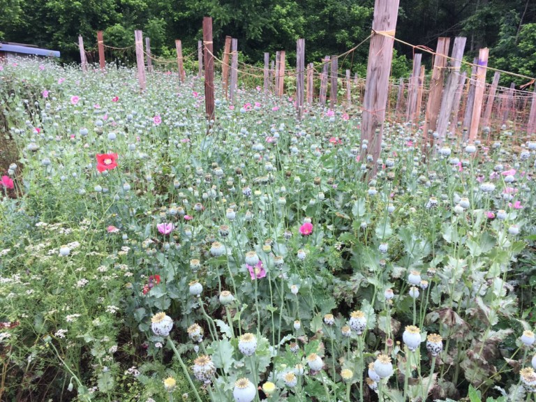 Catawba County Man Arrested For Growing Over $500 Million Worth of Poppy Plants