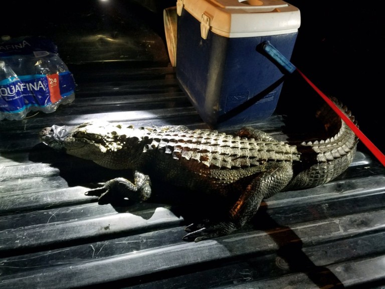 6-Foot-Long Alligator Was Just Hit By A Car In Union County
