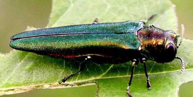 Highly Invasive ‘Emerald Ash Borer’ Has Been Detected in Charlotte – Could Kill All Of Our Ash Trees