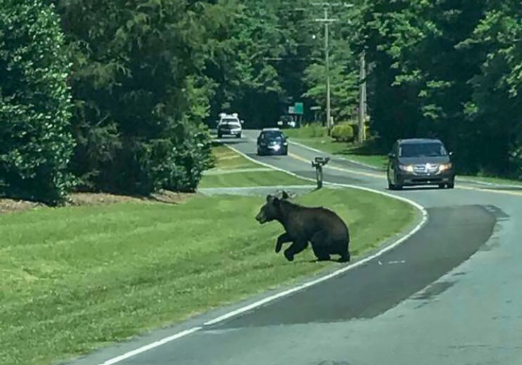 Black Bear Spotted Roaming The Streets of Waxhaw and Rummaging Through Garbage Cans