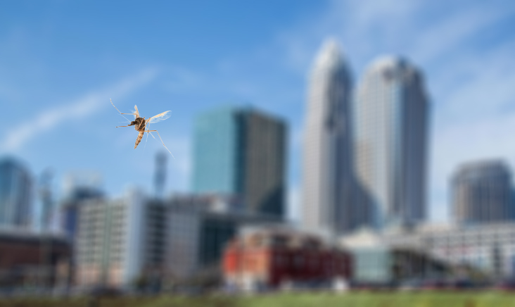 Charlotte Ranks #10 on Top 50 Mosquito Cities List For The First Time