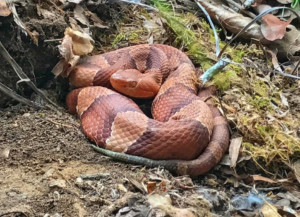 Copperhead in Charlotte