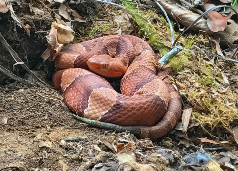 Venomous Snake Bites In Charlotte Doubled Last Year – Here’s How To Stay Safe