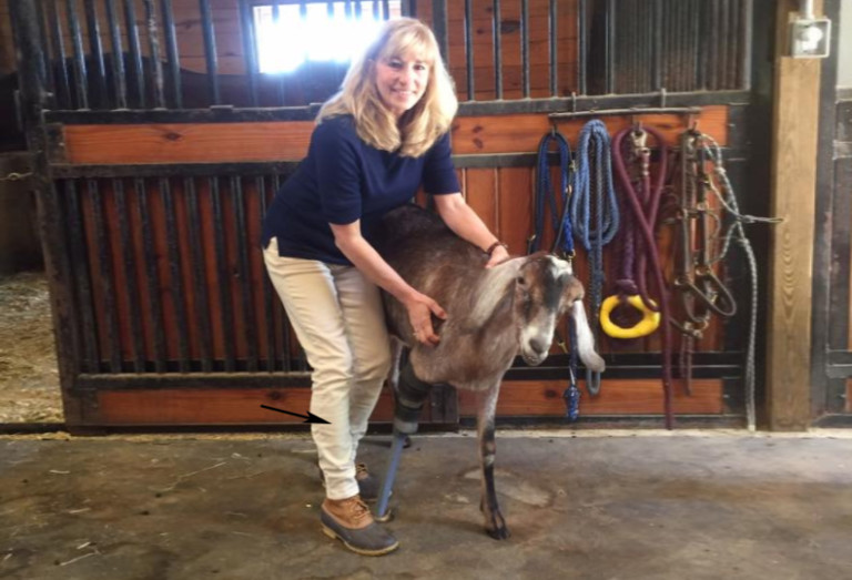 The Charlotte Region Is Now Home To One Of The First Prosthetic-Legged Goats in America