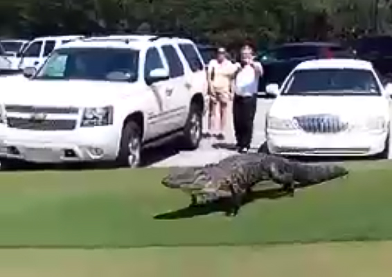 Massive Alligator Walks Across North Carolina Golf Course (Video)