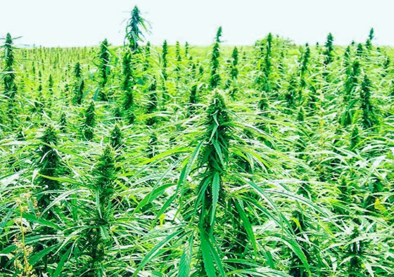 What Will Happen with Hemp 10 Years from Now