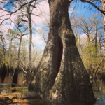 three-sisters-swamp-north-carolina