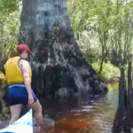 three-sisters-swamp-north-carolina-park